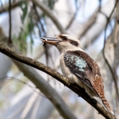 Dacelo novaeguineae (Laughing Kookaburra) at Wingecarribee Local Government Area - 8 Nov 2023 by Aussiegall