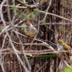 Neochmia temporalis (Red-browed Finch) at Bundanoon - 8 Nov 2023 by Aussiegall