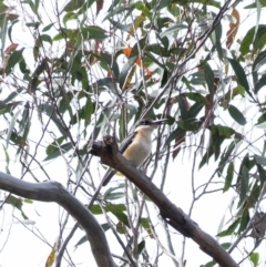 Todiramphus sanctus (Sacred Kingfisher) at Bundanoon - 7 Nov 2023 by Aussiegall