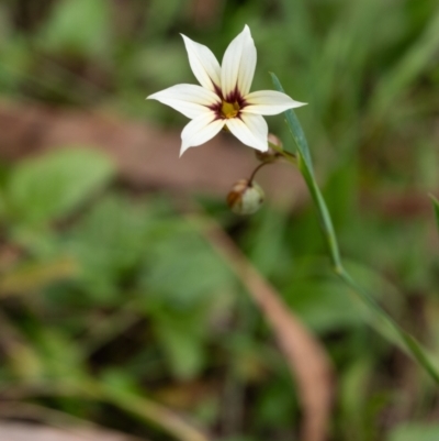 Sisyrinchium rosulatum (Scourweed) at Bundanoon - 8 Nov 2023 by Aussiegall