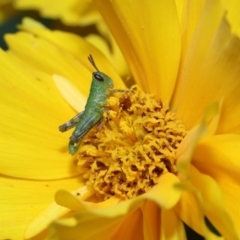 Valanga irregularis (Hedge Grasshopper) at Brisbane City Botanic Gardens - 8 Nov 2023 by TimL