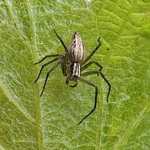 Oxyopes sp. (genus) at Sullivans Creek, Lyneham South - 9 Nov 2023