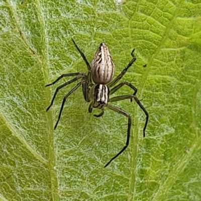 Oxyopes sp. (genus) (Lynx spider) at Lyneham, ACT - 9 Nov 2023 by trevorpreston