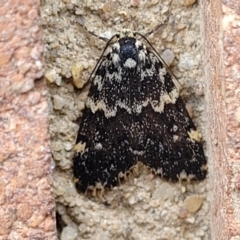 Halone sinuata (Rock Lichen Moth) at Lyneham, ACT - 9 Nov 2023 by trevorpreston