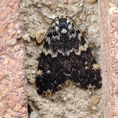 Halone sinuata (Rock Lichen Moth) at Sullivans Creek, Lyneham South - 9 Nov 2023 by trevorpreston