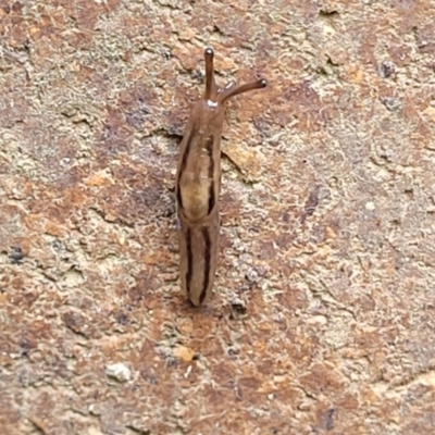 Ambigolimax nyctelia (Striped Field Slug) at Lyneham, ACT - 9 Nov 2023 by trevorpreston