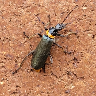 Chauliognathus lugubris (Plague Soldier Beetle) at Lyneham, ACT - 9 Nov 2023 by trevorpreston