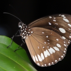 Euploea corinna (Common Crow Butterfly, Oleander Butterfly) at Brisbane City, QLD - 8 Nov 2023 by TimL