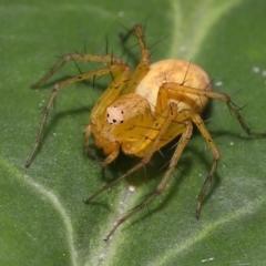 Unidentified Other hunting spider at Brisbane City Botanic Gardens - 8 Nov 2023 by TimL