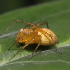 Oxyopes (genus) at Brisbane City Botanic Gardens - 8 Nov 2023 01:06 PM