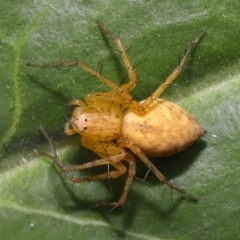 Oxyopes (genus) at Brisbane City Botanic Gardens - 8 Nov 2023 01:06 PM