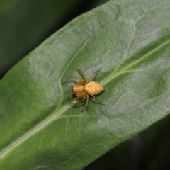 Oxyopes (genus) at Brisbane City Botanic Gardens - 8 Nov 2023 01:06 PM