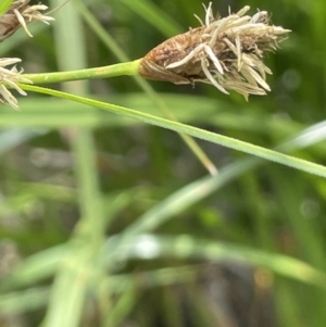 Bolboschoenus fluviatilis at Woodstock Nature Reserve - 8 Nov 2023 03:58 PM