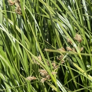 Bolboschoenus fluviatilis at Woodstock Nature Reserve - 8 Nov 2023 03:58 PM