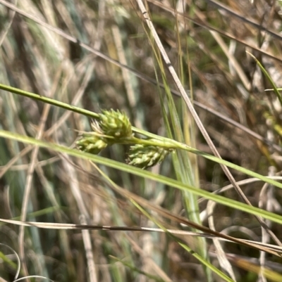 Carex inversa (Knob Sedge) at Woodstock Nature Reserve - 8 Nov 2023 by JaneR