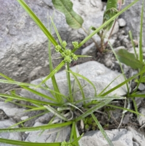 Cyperus eragrostis at Woodstock Nature Reserve - 8 Nov 2023