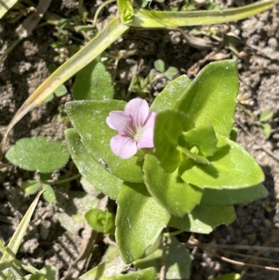 Gratiola peruviana (Australian Brooklime) at Coree, ACT - 8 Nov 2023 by JaneR