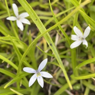 Isotoma fluviatilis subsp. australis (Swamp Isotome) at Woodstock Nature Reserve - 8 Nov 2023 by JaneR