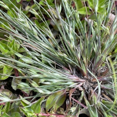 Juncus bufonius (Toad Rush) at Coree, ACT - 8 Nov 2023 by JaneR
