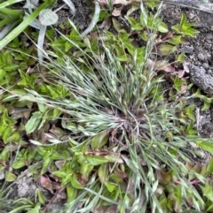 Juncus bufonius at Woodstock Nature Reserve - 8 Nov 2023 03:34 PM