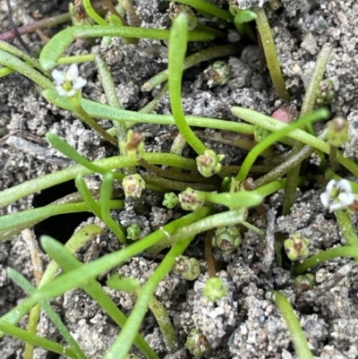 Limosella australis (Austral Mudwort) at Woodstock Nature Reserve - 8 Nov 2023 by JaneR