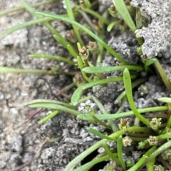 Limosella australis at Woodstock Nature Reserve - 8 Nov 2023