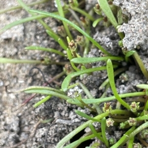 Limosella australis at Woodstock Nature Reserve - 8 Nov 2023