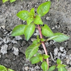 Ludwigia palustris (Marsh Purslane) at Coree, ACT - 8 Nov 2023 by JaneR