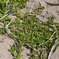 Ludwigia palustris at Woodstock Nature Reserve - 8 Nov 2023