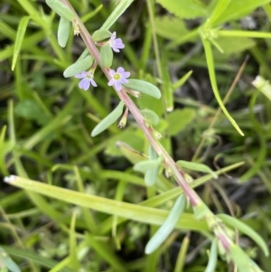 Lythrum hyssopifolia at Woodstock Nature Reserve - 8 Nov 2023 03:40 PM