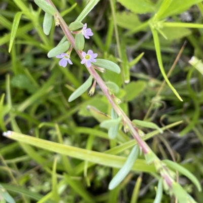 Lythrum hyssopifolia (Small Loosestrife) at Woodstock Nature Reserve - 8 Nov 2023 by JaneR
