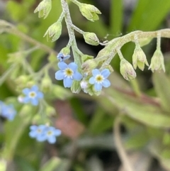 Myosotis laxa subsp. caespitosa (Water Forget-me-not) at Woodstock Nature Reserve - 8 Nov 2023 by JaneR