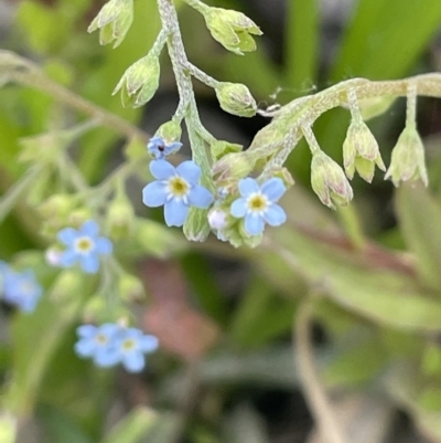 Myosotis laxa subsp. caespitosa (Water Forget-me-not) at Woodstock Nature Reserve - 8 Nov 2023 by JaneR