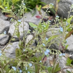 Myosotis laxa subsp. caespitosa at Woodstock Nature Reserve - 8 Nov 2023 02:45 PM