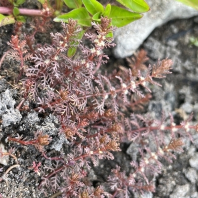 Myriophyllum verrucosum (Red Water-milfoil) at Coree, ACT - 8 Nov 2023 by JaneR