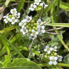 Rorippa nasturtium-aquaticum (Watercress) at Coree, ACT - 8 Nov 2023 by JaneR