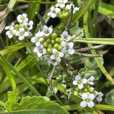 Rorippa nasturtium-aquaticum (Watercress) at Coree, ACT - 8 Nov 2023 by JaneR