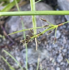 Schoenus apogon (Common Bog Sedge) at Woodstock Nature Reserve - 8 Nov 2023 by JaneR