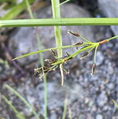 Schoenus apogon (Common Bog Sedge) at Coree, ACT - 8 Nov 2023 by JaneR