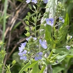 Veronica anagallis-aquatica (Blue Water Speedwell) at Woodstock Nature Reserve - 8 Nov 2023 by JaneR