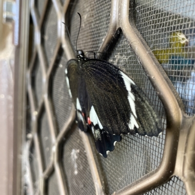 Papilio aegeus (Orchard Swallowtail, Large Citrus Butterfly) at Lyneham, ACT - 10 Nov 2023 by KyliePossum