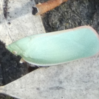 Siphanta acuta (Green planthopper, Torpedo bug) at Bicentennial Park - 9 Nov 2023 by Paul4K