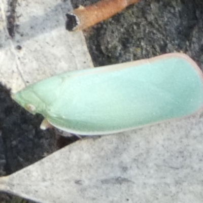 Siphanta acuta (Green planthopper, Torpedo bug) at Bicentennial Park - 10 Nov 2023 by Paul4K