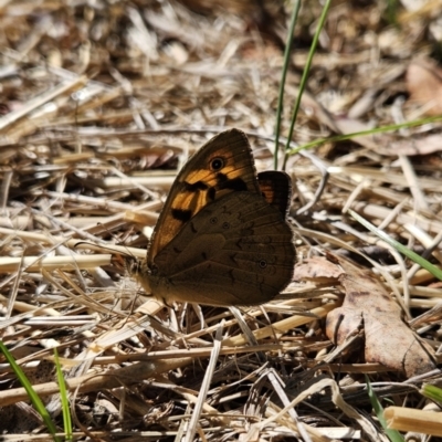 Heteronympha merope (Common Brown Butterfly) at QPRC LGA - 10 Nov 2023 by MatthewFrawley