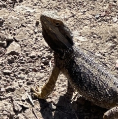 Pogona barbata (Eastern Bearded Dragon) at Aranda Bushland - 8 Nov 2023 by lbradley