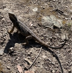 Pogona barbata at Cook, ACT - suppressed