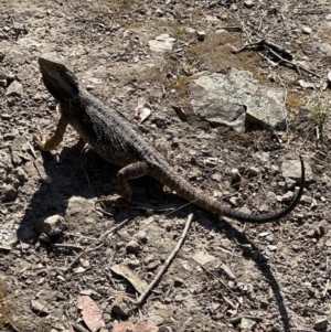 Pogona barbata at Cook, ACT - suppressed