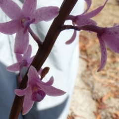 Dipodium roseum (Rosy Hyacinth Orchid) at Queanbeyan West, NSW - 9 Nov 2023 by Paul4K