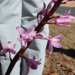 Dipodium roseum at QPRC LGA - 10 Nov 2023