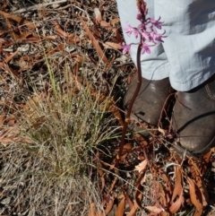 Dipodium roseum at QPRC LGA - 10 Nov 2023